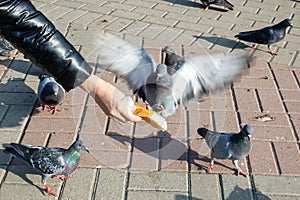 A girl feeds pigeons from her hands