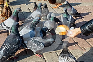 A girl feeds pigeons from her hands