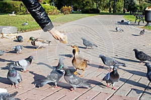 A girl feeds pigeons from her hands