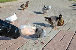 A girl feeds pigeons from her hands