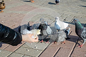 A girl feeds pigeons from her hands