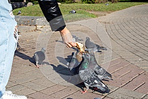 A girl feeds pigeons from her hands