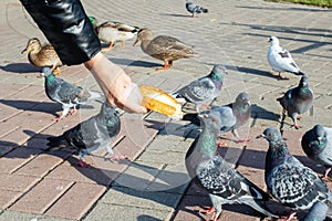 A girl feeds pigeons from her hands