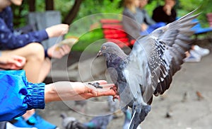 The girl feeds pigeons in the park