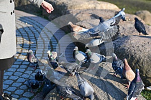 Girl feeds pigeons. in the park in a sunny pagoda. caring for animals. Beautiful smiling woman feeding pigeons in the park during