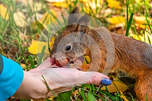 Girl feeds a squirrel with nuts in an autumn park