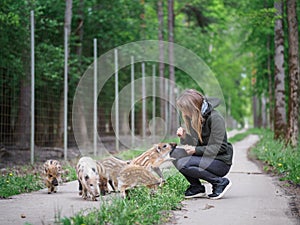 A girl feeds striped wild boars piglets with apples