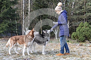 Girl feeds treats husky dogs for a walk in the winter European Park. Hostess feeds with hands Siberian huskies