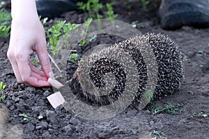 The girl feeds the wild hedgehog.  Scientific name: Erinaceus Europaeus.