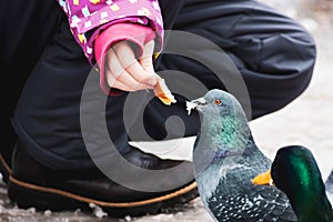 Girl feeds a wild pigeon from her hands