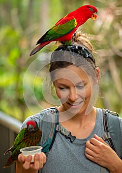 Girl Feeds Yelowish-streaked lory, Chalcopsitta scintillata, and Chattering lory, Lorius garrulus