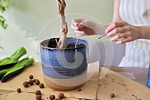 Girl fertilizes plant ficus benjamina tree in pot with mineral fertilizer in sticks at home