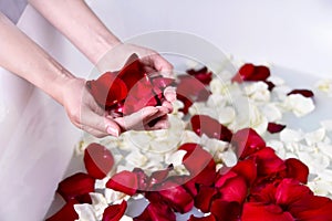 Girl fill bath with red and white rose petals. concept of cosmetic and salon spa procedures at home