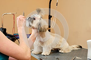 The girl fixes the Shih Tzu dog& x27;s neck with her hand and combs the dog with a comb with her other hand