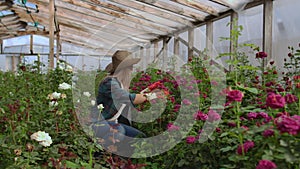 Girl florist in a flower greenhouse sitting examines roses touches hands smiling. Little flower business. Woman gardener