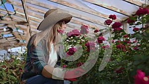 Girl florist in a flower greenhouse sitting examines roses touches hands smiling. Little flower business. Woman gardener