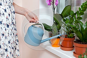 The girl florist watered the house plants from the watering can. On the window-sill is a pot of orchid, zamioculcas and dieffenbac