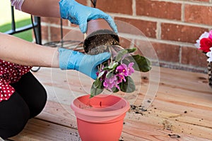 Girl with flowerpot replant flower of african violet