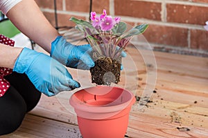 Girl with flowerpot replant flower of african violet