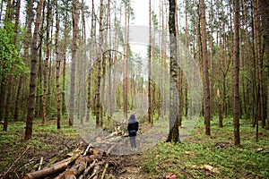 A girl in the forest in a clearing of felled trees. Felling. The grass is green around tall slender trees. Passage in the forest