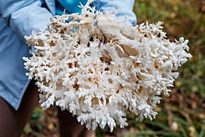 A girl in the forest holds a large cut mushroom Hericium coralloides in her hands