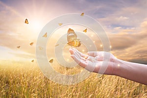 The girl frees the butterfly from the jar, golden blue moment Concept of freedom