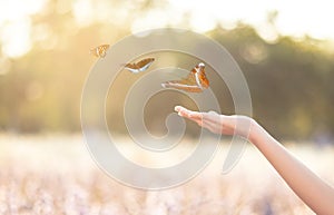 The girl frees the butterfly from the jar, golden blue moment Concept of freedom