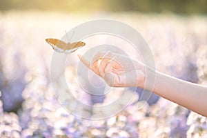 The girl frees the butterfly from the jar, golden blue moment Concept of freedom