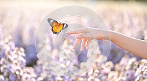 The girl frees the butterfly from the jar, golden blue moment Concept of freedom