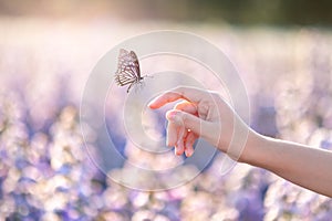 The girl frees the butterfly from the jar, golden blue moment Concept of freedom