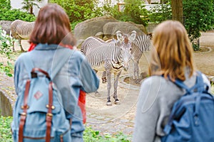 Girl friends watching zebra in zoo. having fun in safari park and education for zoology students concept