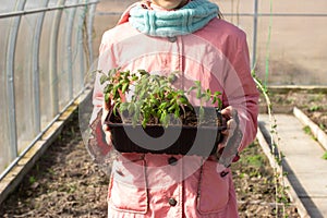 Girl gardener holding pot with plants in her hands. Transplanting tomato seedlings to seedbed in greenhouse in spring. Growing