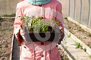 Girl gardener holding pot with plants in her hands. Transplanting tomato seedlings to seedbed in greenhouse in spring. Growing