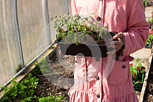 Girl gardener holding pot with plants in her hands. Transplanting tomato seedlings to seedbed in greenhouse in spring. Growing