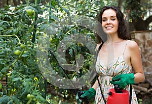 Girl gardener spraying tomato plant