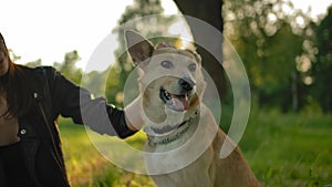 The girl gently strokes the head of her outbred dog. Camera focused at the dog`s face.