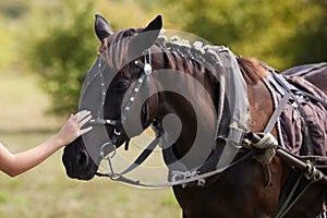 Girl gently touches of her hand a head of brown horse