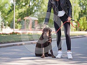 The girl gives commands to the dog, the dog is trained