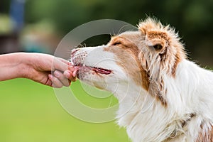 Girl gives a dog a treat