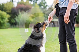 Girl gives a dog a treat