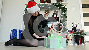 Girl gives a gift to funny pug dog in christmas costume, dressed in Santa Claus hats, New Year and Christmas