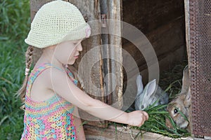 Girl giving green grass to domestic rabbits