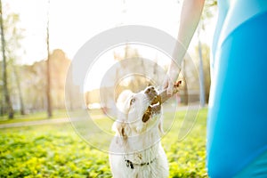Girl giving labrador dog stick