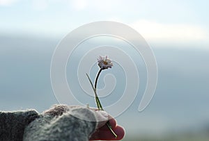 Girl with glove hand holding a beautiful white Daisy on the horizont. Beautiful tranquil nature represent peaceful moment