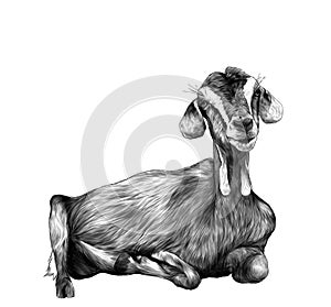 Girl goat with dangles from the bottom of the muzzle lies photo