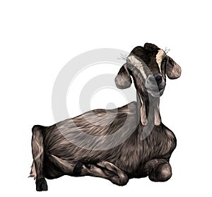 Girl goat with dangles from the bottom of the muzzle lies