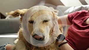 Girl with golden retriever dog at home