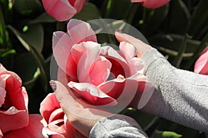 Girl in gray sweatshirt holds gentle pink toulip flower in her hands macro, close up. Spring time in Keukenhof flower