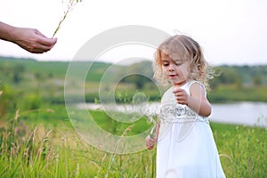 Girl in a green field with a big dandelion and fathers arm