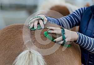 Girl grooming horse